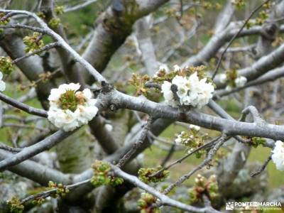 Cerezos en flor; Valle del Jerte; tiendas trekking madrid club senderismo alicante parque nacional d